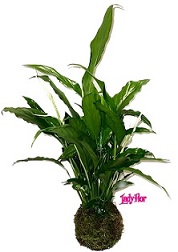Kokedama Spathiphyllum